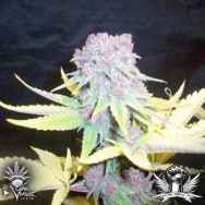 CannaVenture Seeds Purple Berry BX